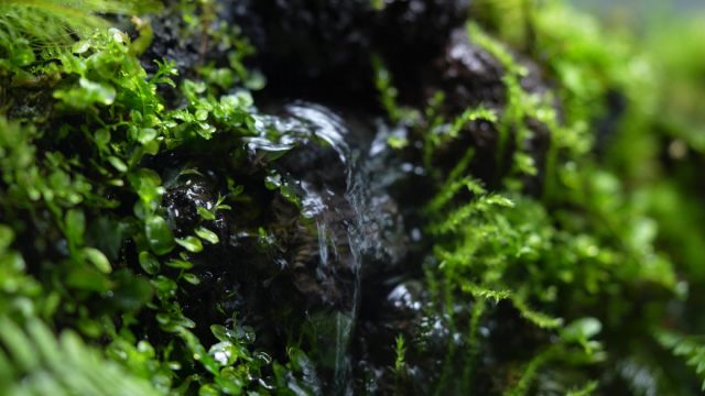 水の流れる滝テラリウム水槽　苔テラリウム