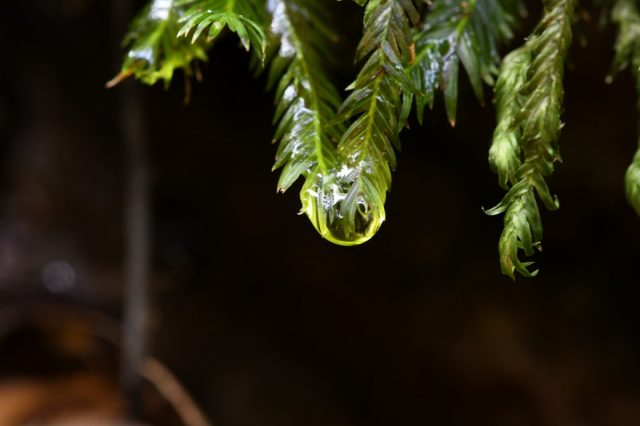 水に強いコケ