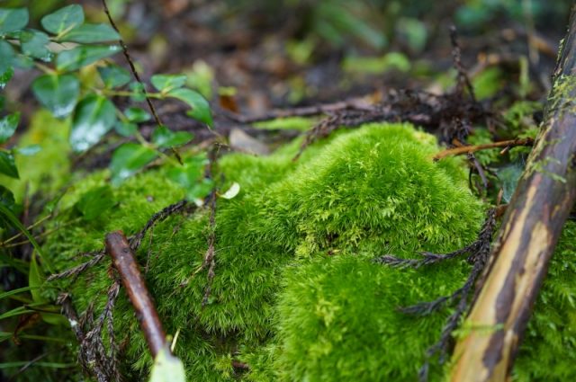 アラハシラガゴケ 苔テラリウム専門サイト 道草michikusa 苔テラリウム 小さなコケの森 コケ商品の企画販売 ワークショップ アラハシラガゴケ 苔テラリウム専門サイト 道草michikusa 苔テラリウム 小さなコケの森 コケ商品の企画販売 ワークショップ