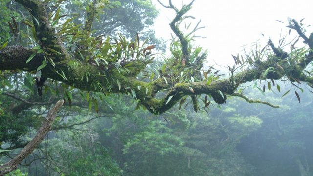 八丈島の着生蘭