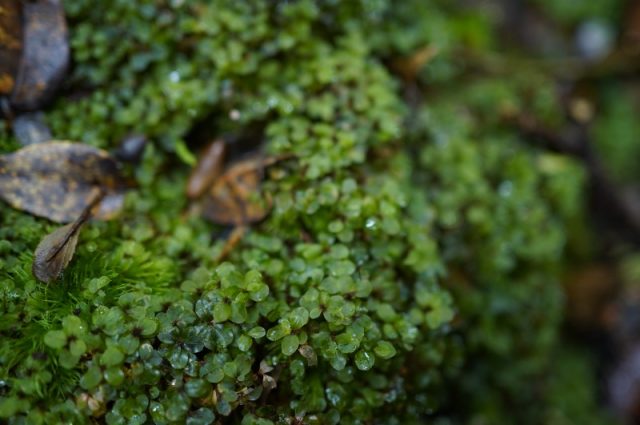 八丈島のケチョウチンゴケ