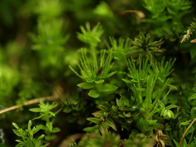 エゾチョウチンゴケの無性芽