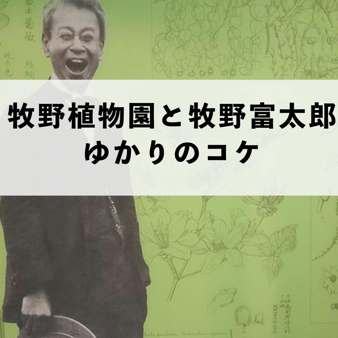 日本の野生植物コケ 日本の野生植物 コケ