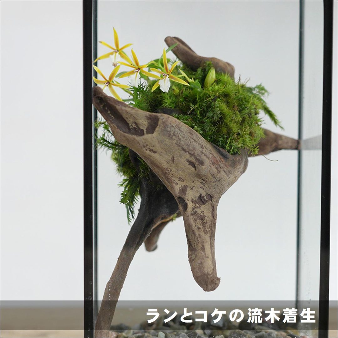 苔　着生ラン　マメツダラン　テラリウム　苔リウム　パルダリウム　盆栽　アート 苔 着生ラン マメツダラン テラリウム 苔リウム パルダリウム 盆栽