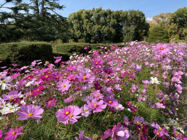 京都府立植物園