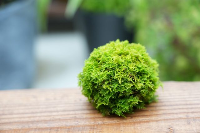 シノブゴケの苔玉