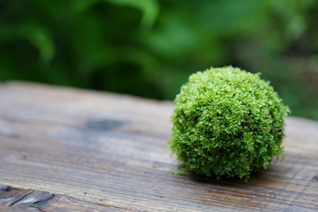 ツルチョウチンゴケの苔玉