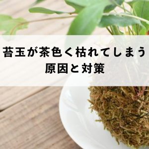 苔玉