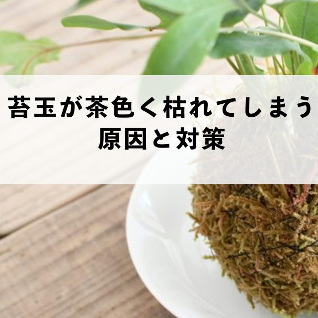 苔玉