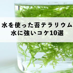 水に強いコケ