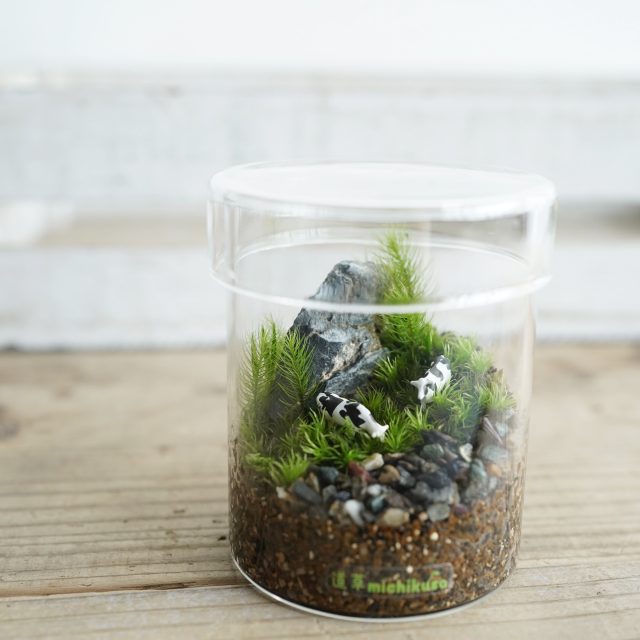 苔テラリウム　牧場　プレゼント