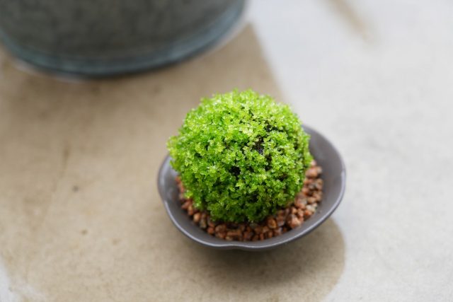 雨かかる苔玉