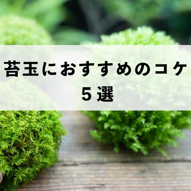 苔玉におすすめのコケ5選