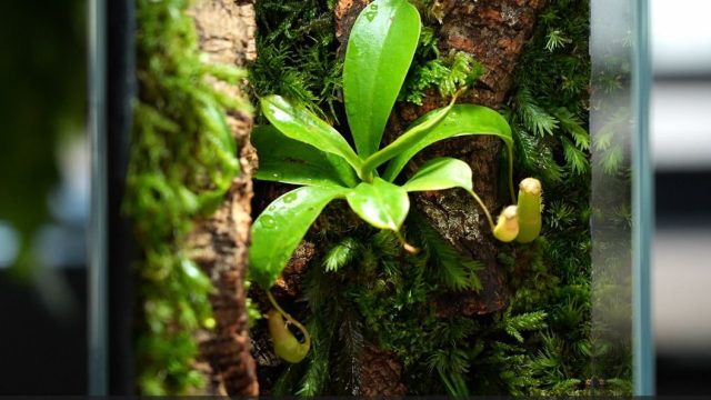 食虫植物とコケの大型パルダリウム 苔 テラリウム グラステラリウム 完成品照明付