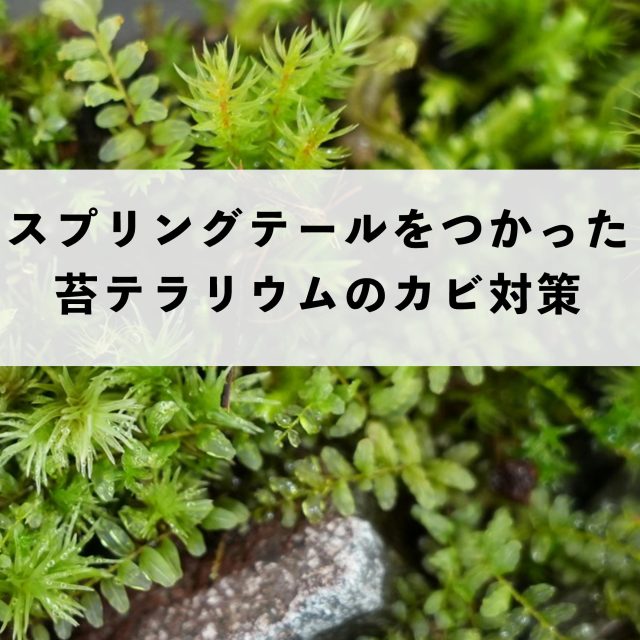 スプリングテール