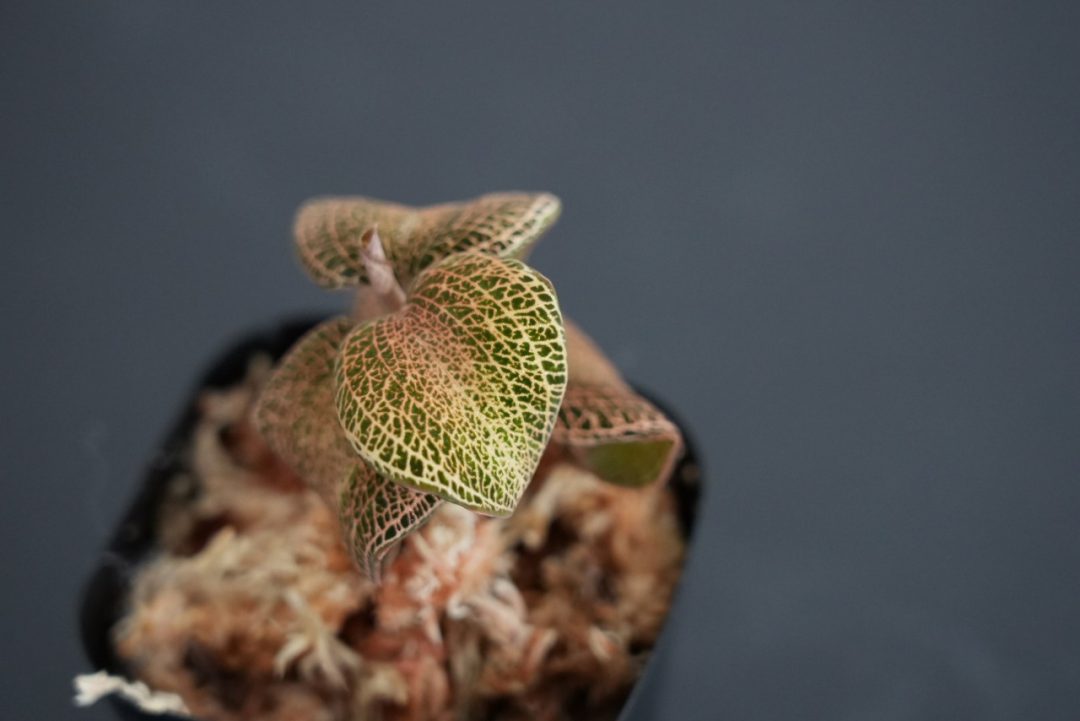 Anoectochilus roxburghii