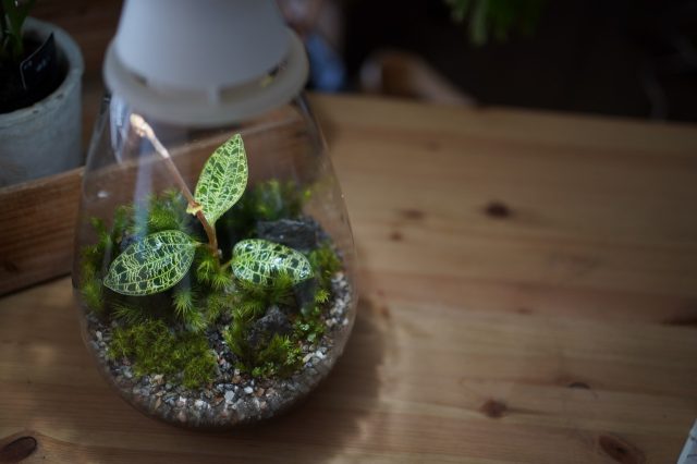 テラリウムで育てるジュエルオーキッド