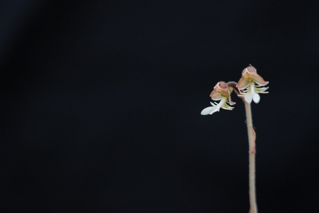 ジュエルオーキッドの花