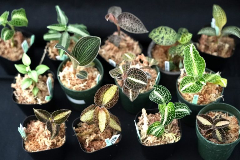 【基礎知識】ジュエルオーキッドはどんな植物?種類・原産地・おすすめ品種を紹介! 苔テラリウム専門サイト|道草michikusa 苔