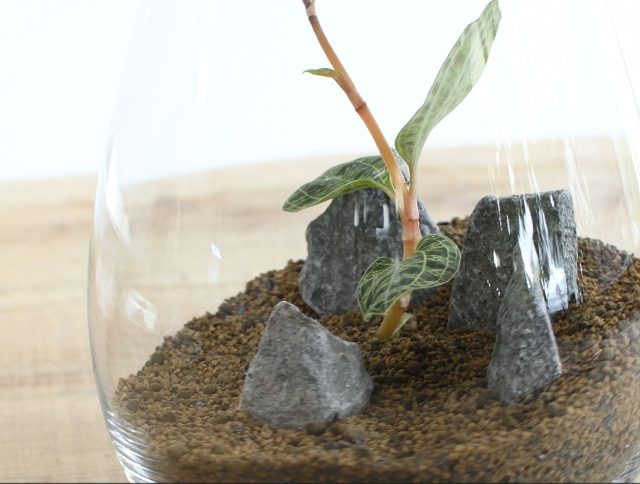 ジュエルオーキッドの植付け