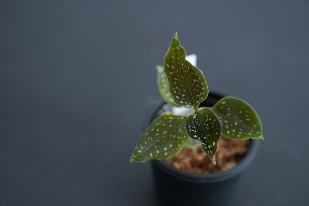 Microchilus tridax