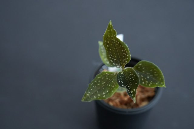 Microchilus tridax