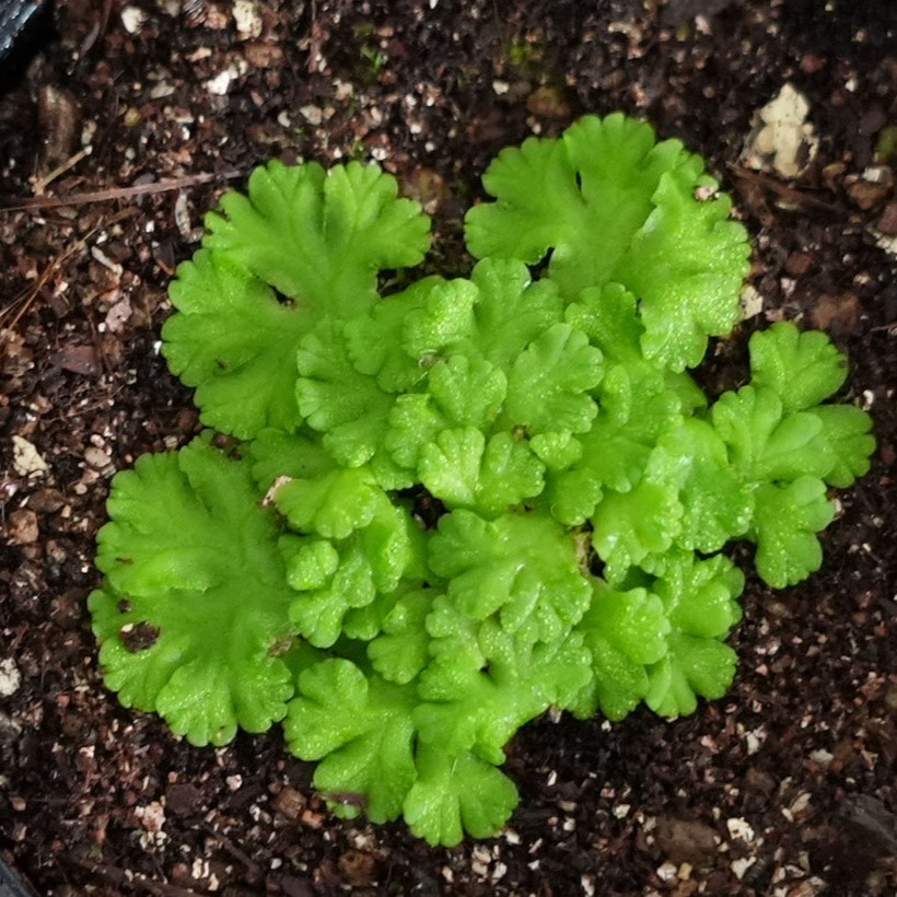 コケ図鑑 | 苔テラリウム専門サイト|道草michikusa | 苔テラリウム