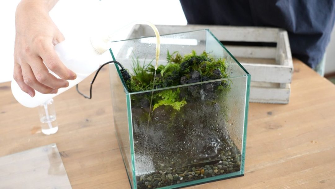 小さな滝のある苔テラリウムをつくる【20㎝CUBE水槽】 | 苔