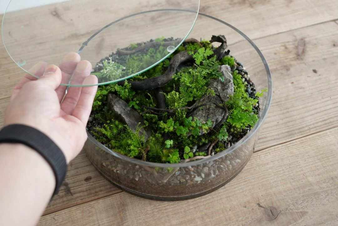 苔テラリウムの換気