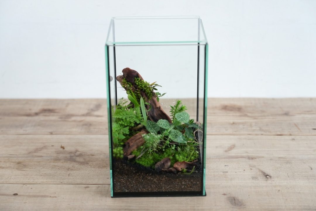 ジュエルオーキッドワークショップ作品