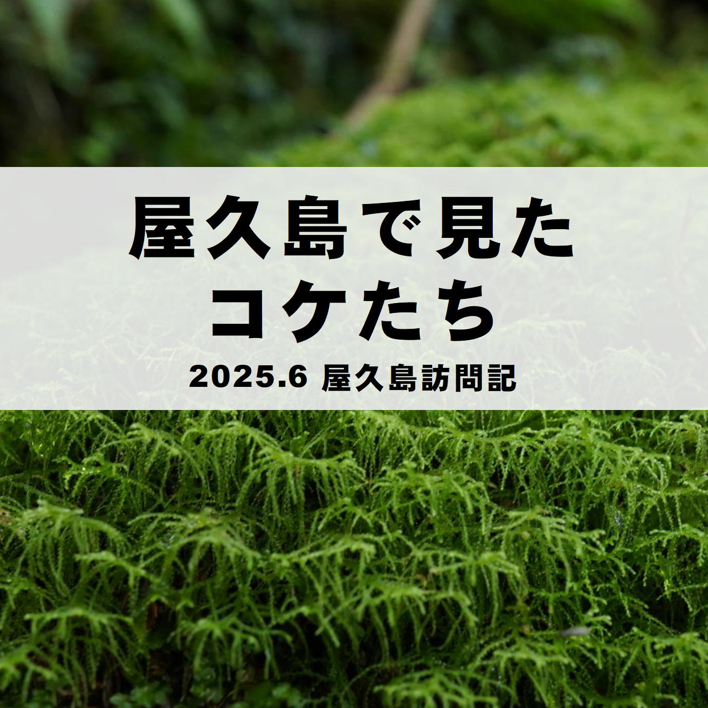 屋久島で見たコケと植物【屋久島訪問記】 | 苔テラリウム専門サイト