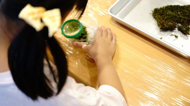 保育園で開催苔テラリウムワークショップ