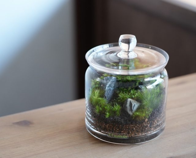 キャニスターテラリウム
