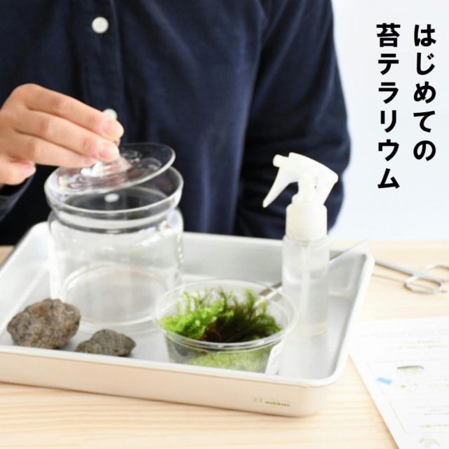 苔テラリウム体験会